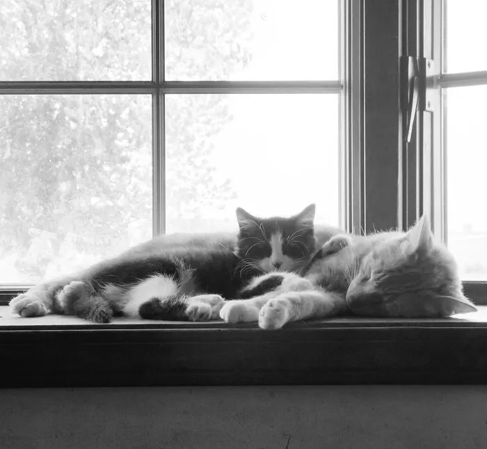 Afternoon Snooze