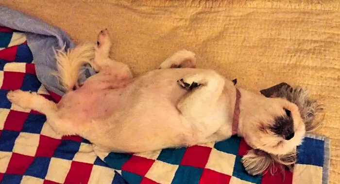 A Good Nap...