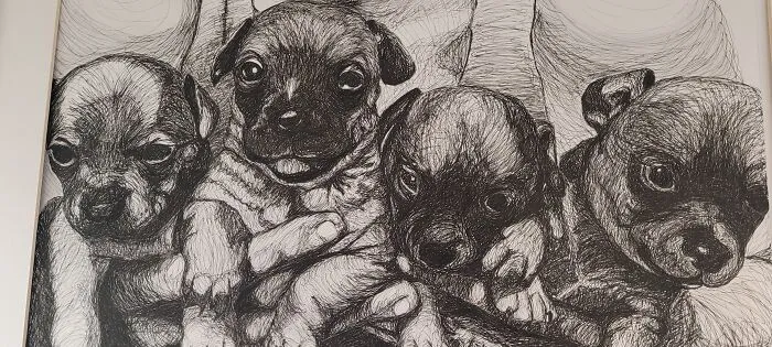 My Sweet Toodles. Took Almost 50 Hours, Ended Up Keeping The One On The Far Left And She Just Turned 10yrs Old!