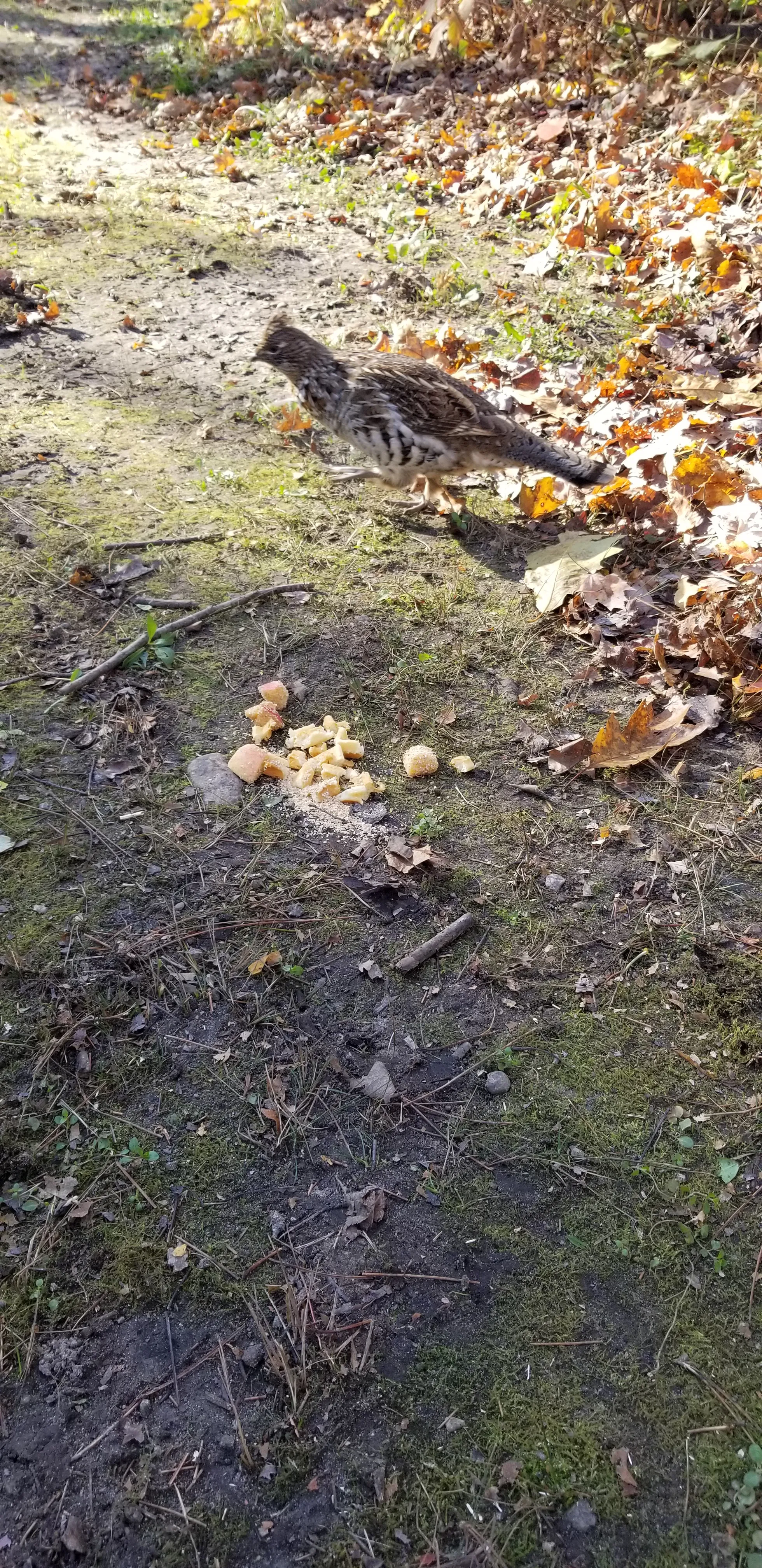 Ruffed Grouse