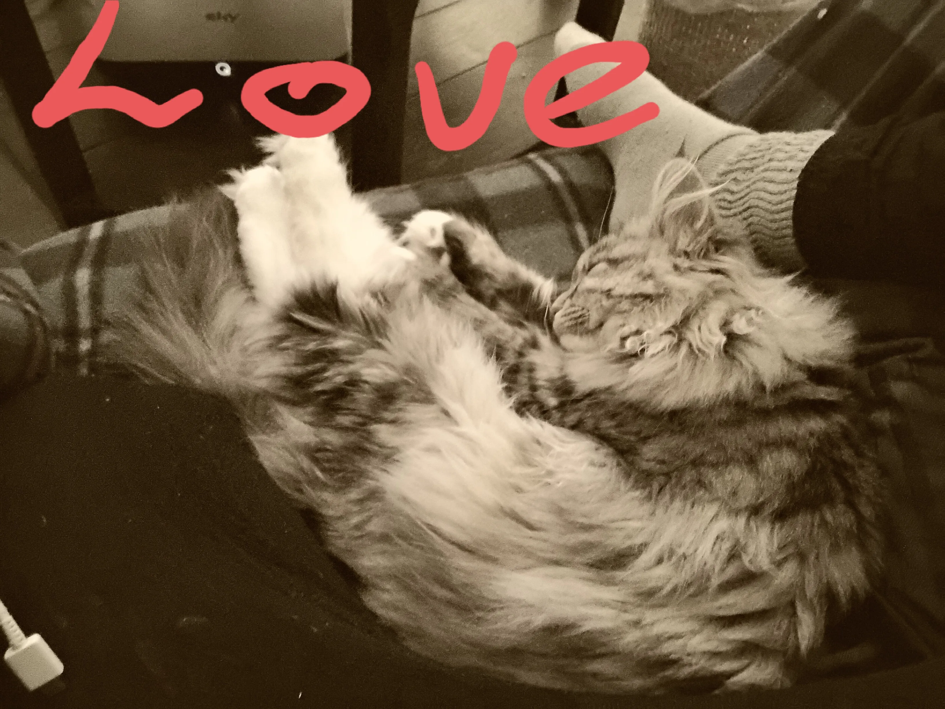 Kitty Love