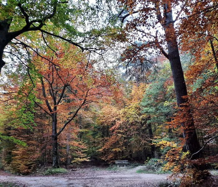 Bench In The Woods