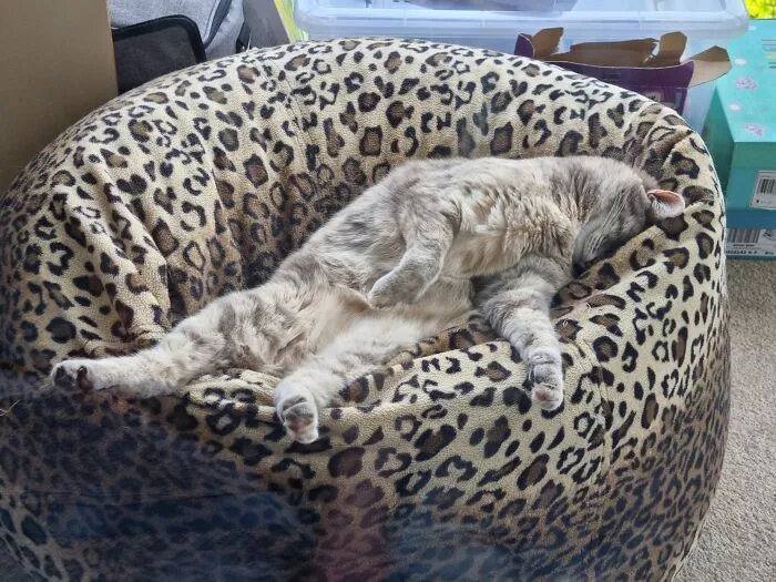 Loony Luna Sleeping Stoned After A Session With Her Catnip Banana