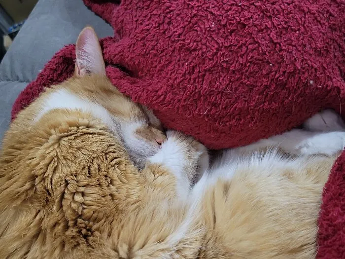 Sweet Soxie Sleeping