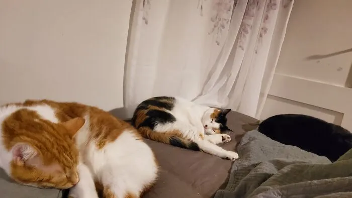 Sleeping Trio
