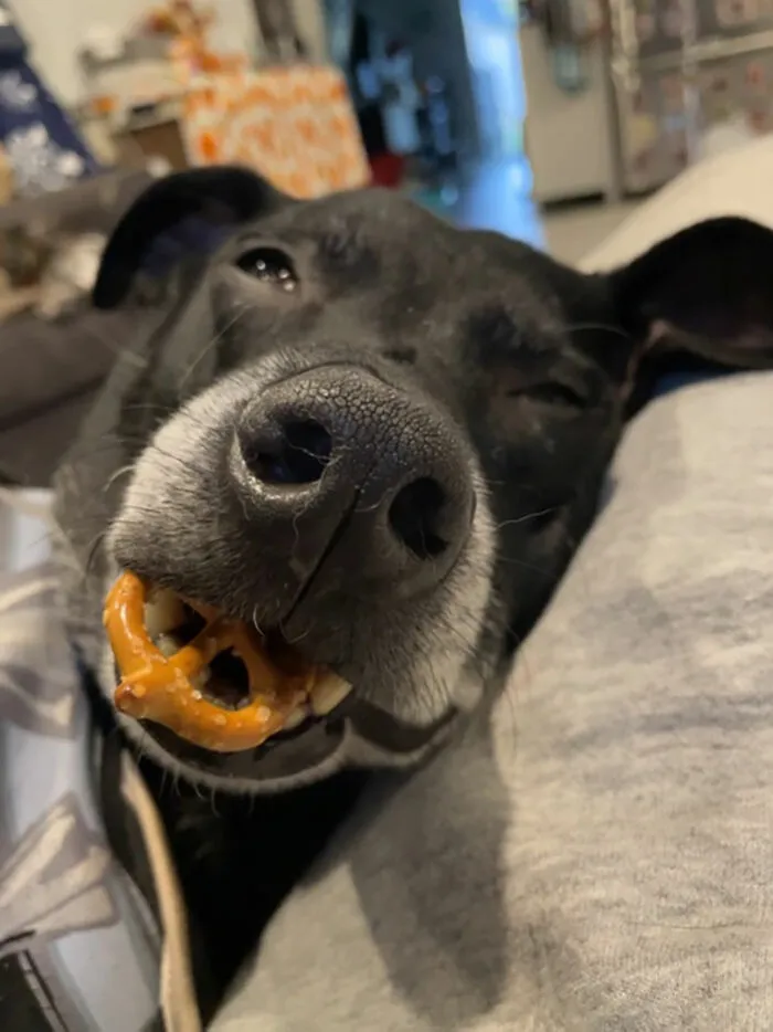I Gave Him A Pretzel & He Started To Fall Asleep With It In His Mouth. He’s Been Like This For 5 Whole Minutes