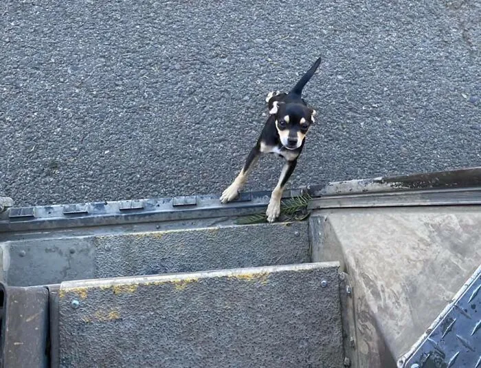 30 Conductores de UPS que se encontraron perros en sus rutas y compartieron las fotos en este grupo (Nuevas imágenes)