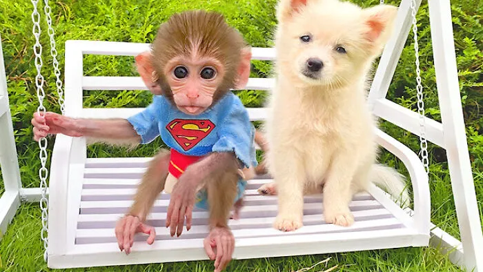 Rescued Indonesian Monkey Makes Friends Everywhere She Goes, And The Internet Loves It (35 Pics)