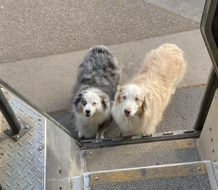 30 Conductores de UPS que se encontraron perros en sus rutas y compartieron las fotos en este grupo (Nuevas imágenes)