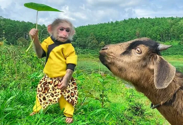 Rescued Indonesian Monkey Makes Friends Everywhere She Goes, And The Internet Loves It (35 Pics)