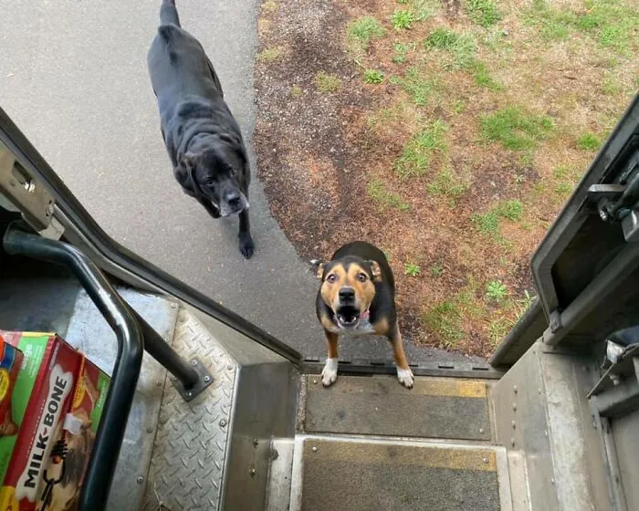 30 Conductores de UPS que se encontraron perros en sus rutas y compartieron las fotos en este grupo (Nuevas imágenes)