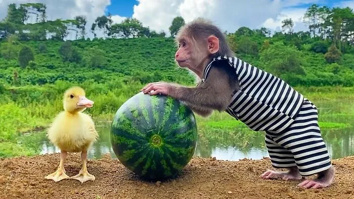 Rescued Indonesian Monkey Makes Friends Everywhere She Goes, And The Internet Loves It (35 Pics)