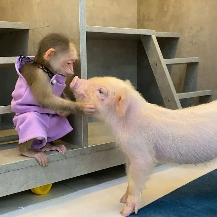 Rescued Indonesian Monkey Makes Friends Everywhere She Goes, And The Internet Loves It (35 Pics)