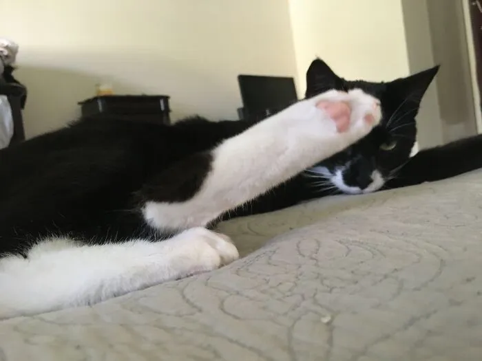 Floki Didn’t Want His Picture Taken.