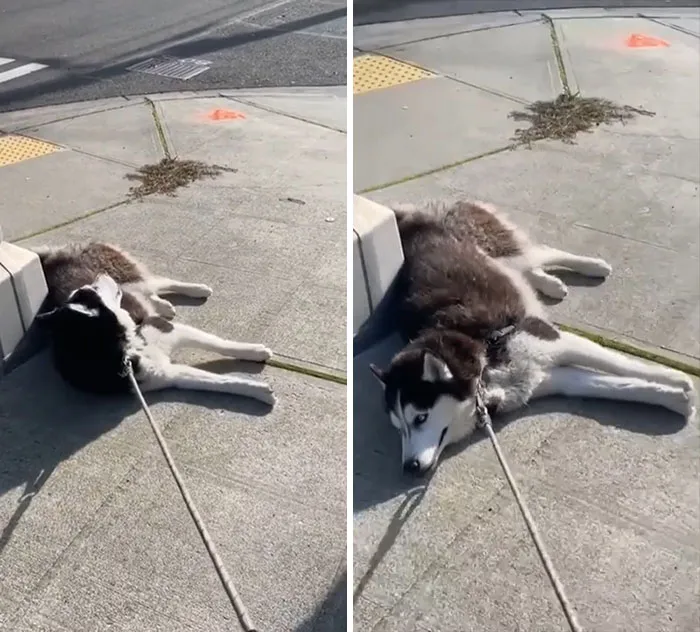 Huskies Are Always Drama Queens