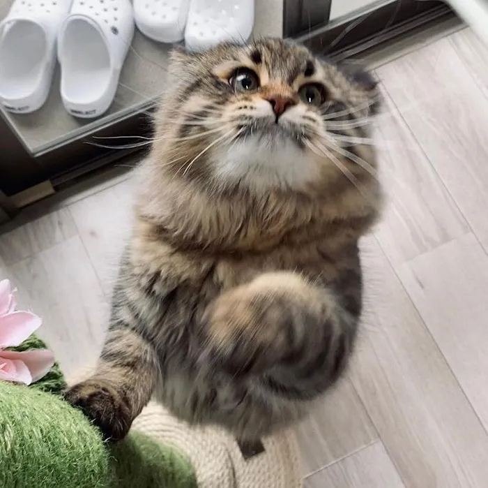 34 Pics Of A Cat That Has More Facial Expressions Than Most Humans