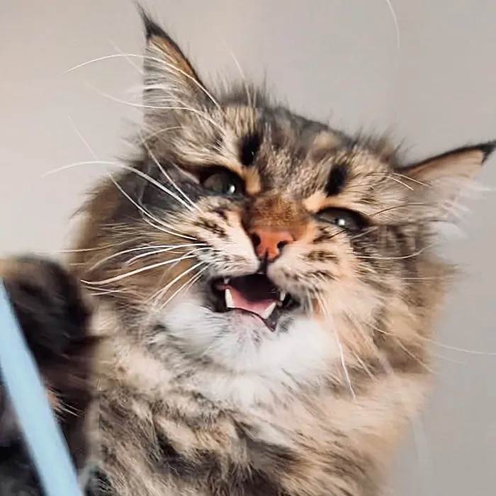 34 Pics Of A Cat That Has More Facial Expressions Than Most Humans