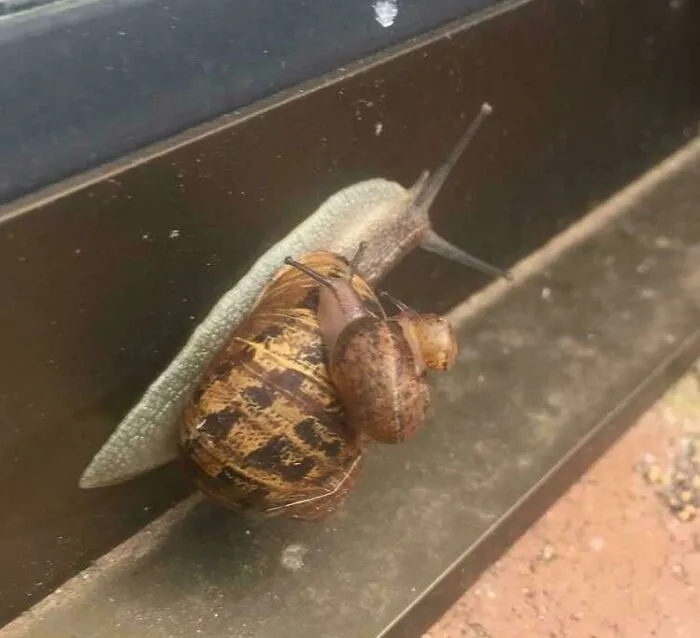 Triple Snail