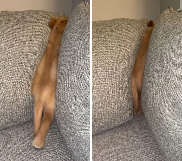 My Dog Broke