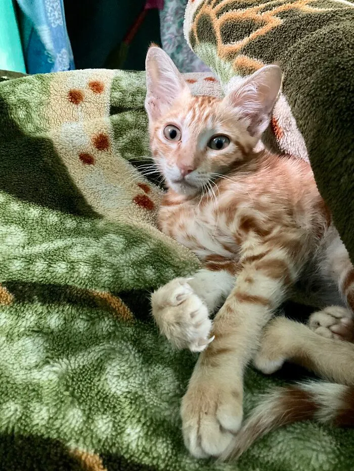You Hooman Dared To Ruin My Sleep