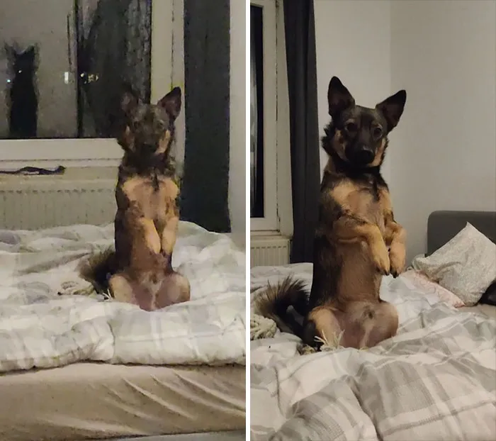 Actually I Dont Know Whats Wrong With My Boy Mogli. I Came Back Home From Work And He Was Sitting There Like This