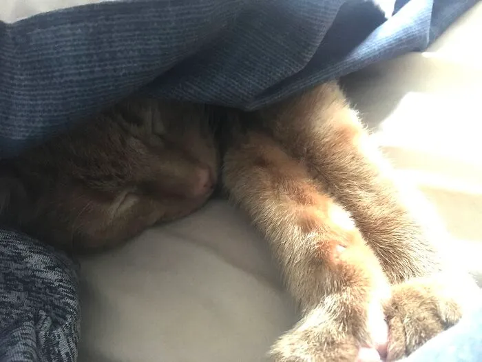 All Tucked In