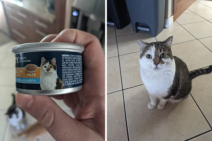 El gato tenía una vida secreta