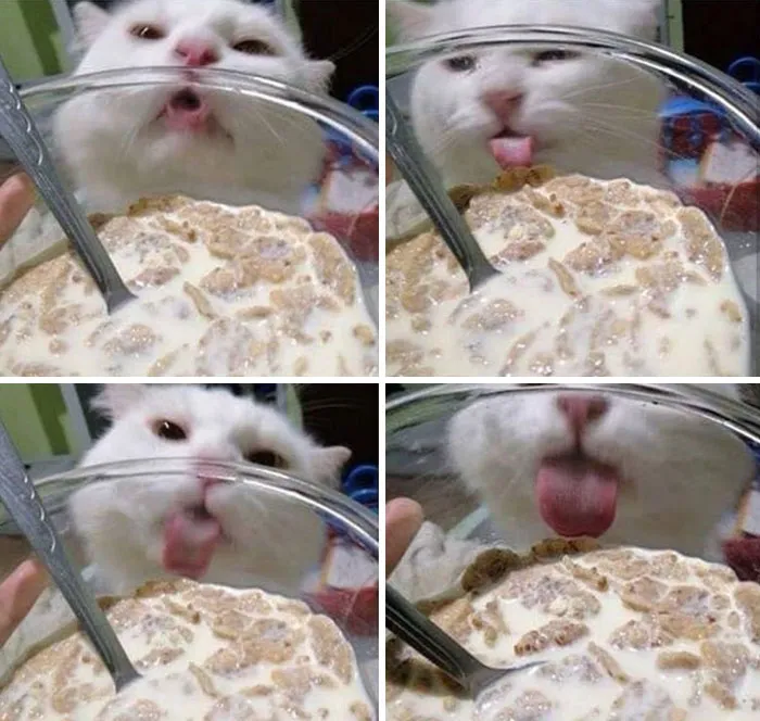To Drink The Milk