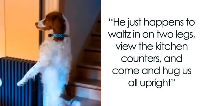 Three-Legged Dog Goes Viral On TikTok For Walking Upright Like A Human