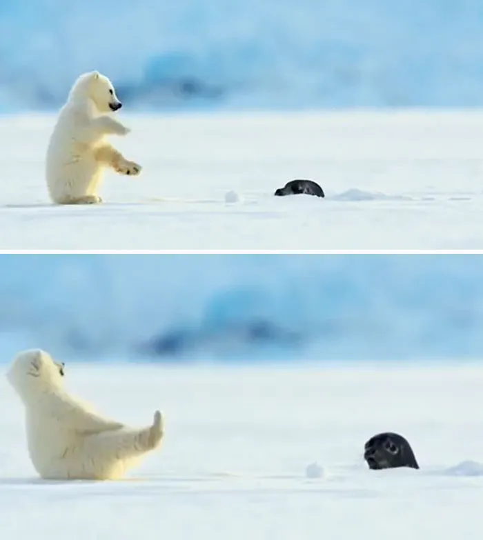 Seal Accidentally Scares Baby Polar Bear