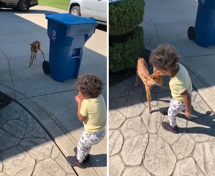 Baby Deer Meets Baby Human