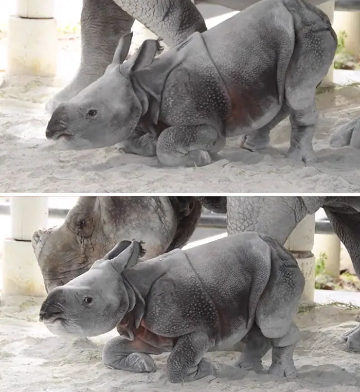 A Baby Tank Puppy Was Born At The Miami Zoo