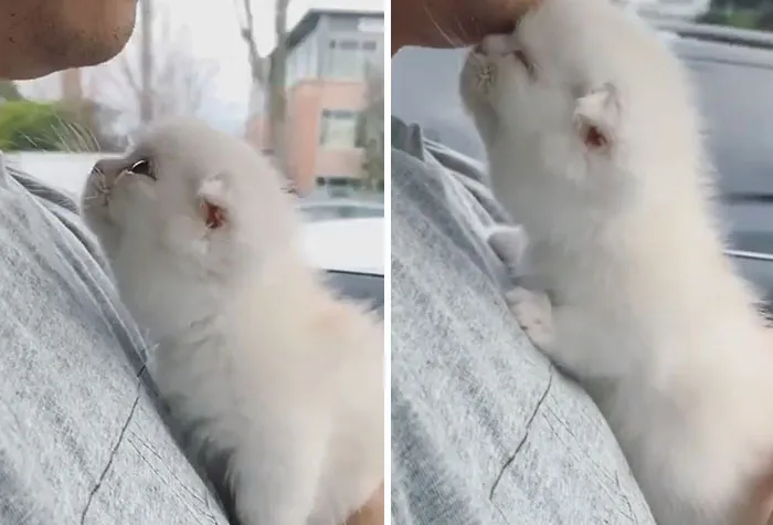 Tiny Kitten Adores Its Hooman