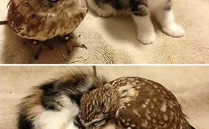 "Tiny Units" Online Group Is Dedicated To Everything That Comes In Cute Sizes (50 Pics)