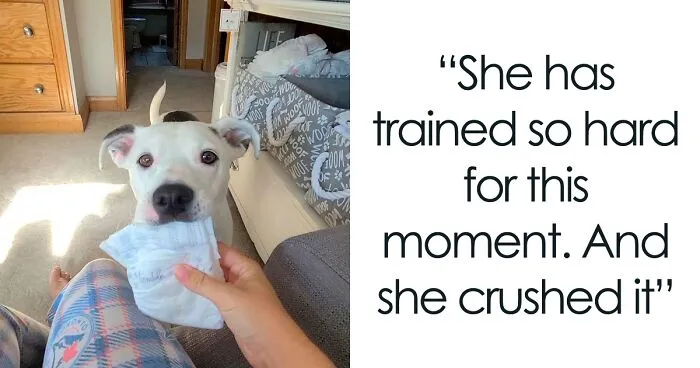 This Dog Learned To Bring Diapers To Help A Newborn Baby's Mother Out, A Video Of It Goes Viral