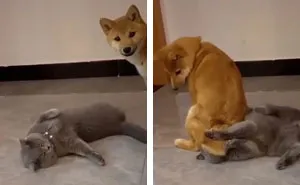 "What's Wrong With Your Dog?": People Are Sharing Pics Of Their Dogs Acting Bizarre (40 New Pics)