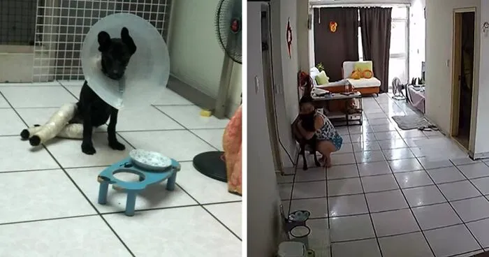 Woman Shows Her Selflessness When She Tries To Calm Her Dog During An Earthquake