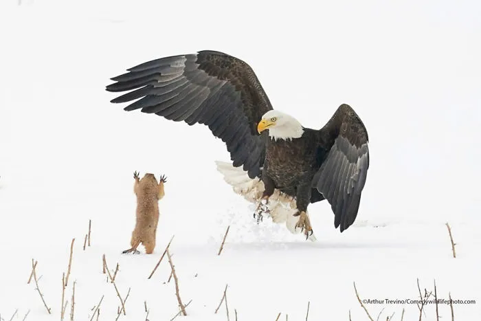Ganador del premio Criaturas en la región de Alex Walker´s Serian: "¡Perro de la pradera ninja!" Por Arthur Trevino