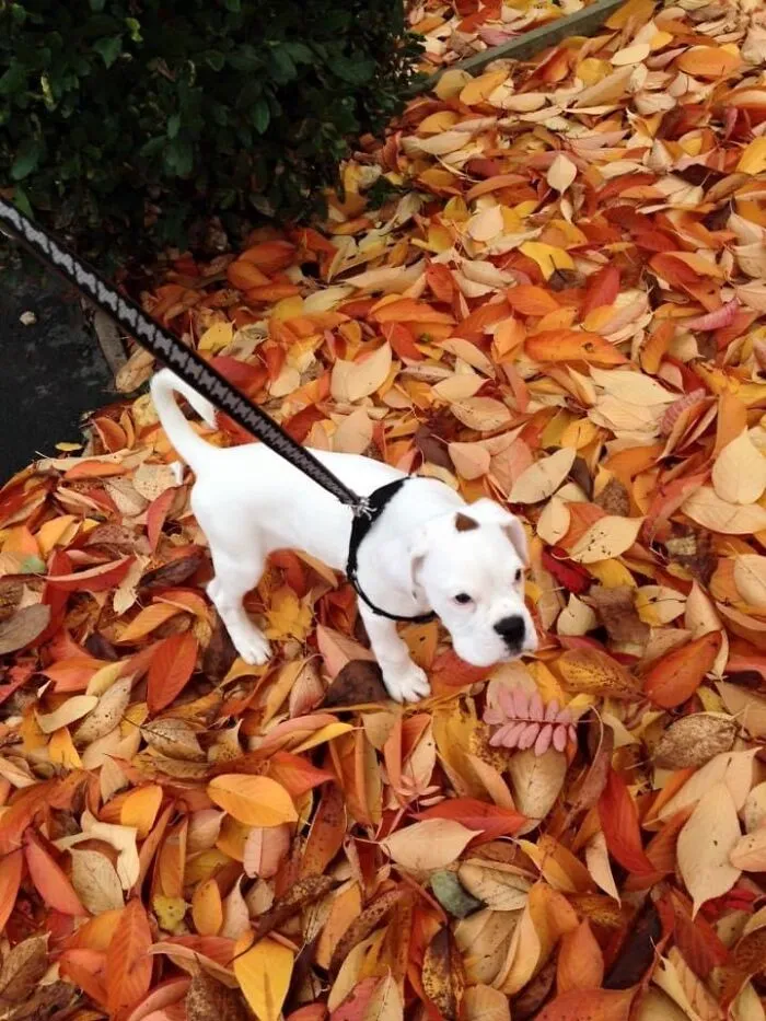 First Fall Walk