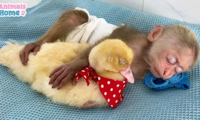 Rescued Indonesian Monkey Makes Friends Everywhere She Goes, And The Internet Loves It (35 Pics)