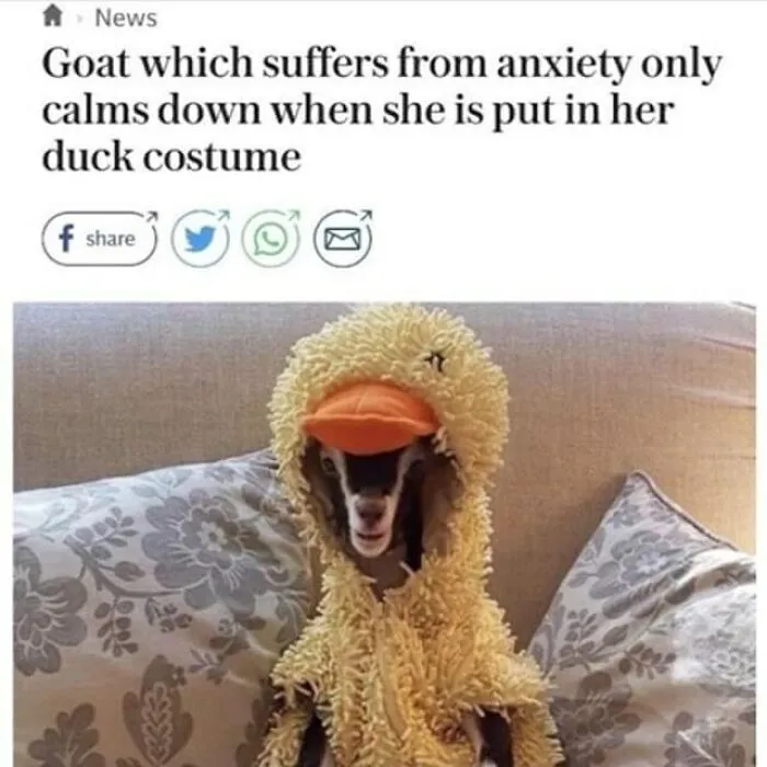 Awww