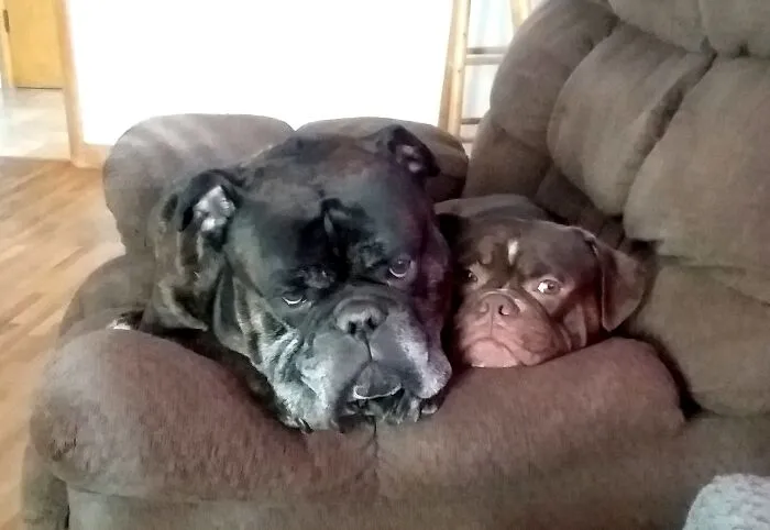 I Also Have Dogs