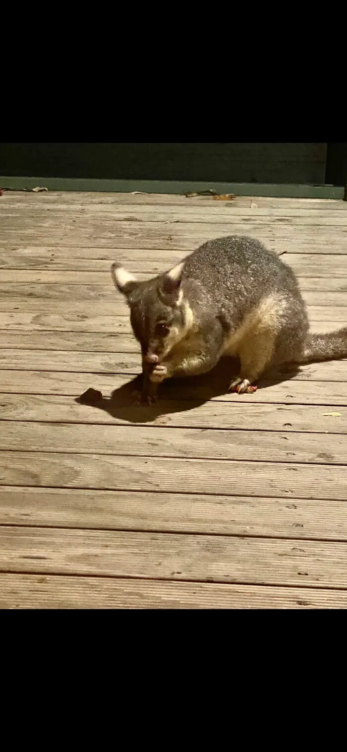 Little Possum!
