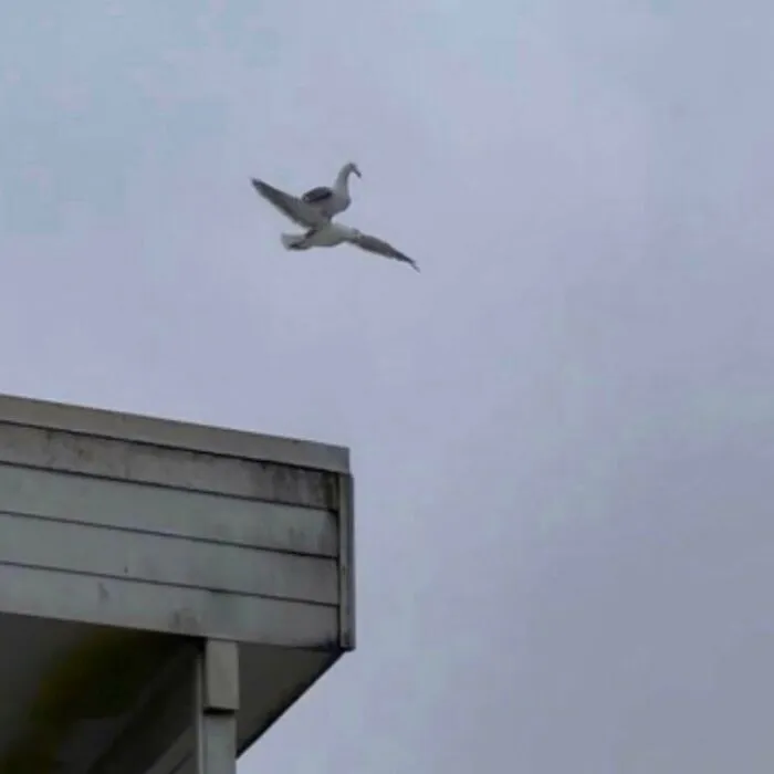 50 Animales haciendo lo que les da la gana (Nuevas fotos)