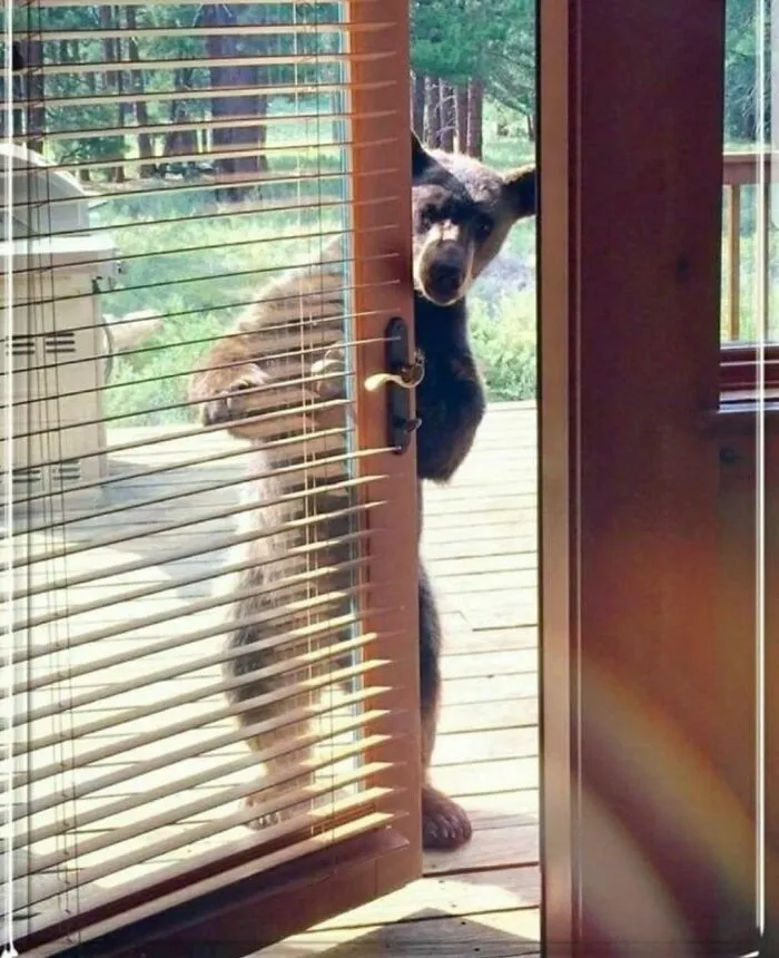 50 Animales haciendo lo que les da la gana (Nuevas fotos)
