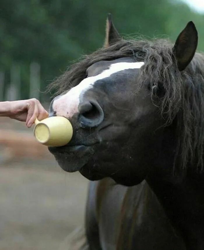 50 Animales haciendo lo que les da la gana (Nuevas fotos)