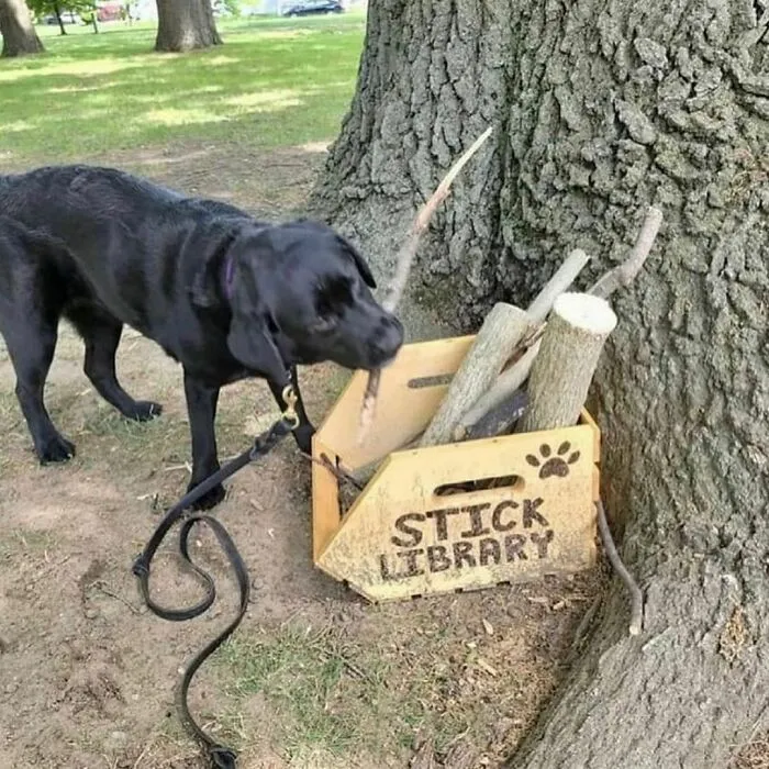 50 Animales haciendo lo que les da la gana (Nuevas fotos)