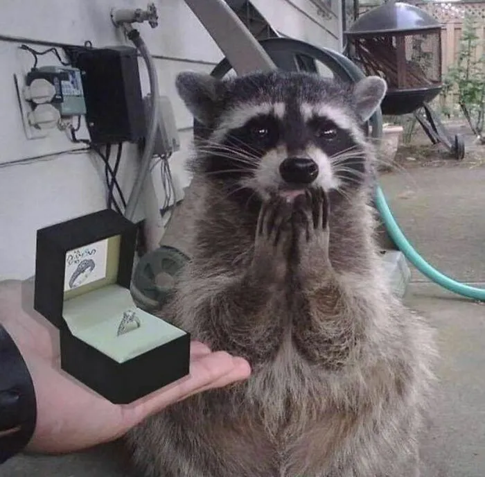 50 Animals Doing Whatever They Like, As Shared On This Instagram Account (New Pics)