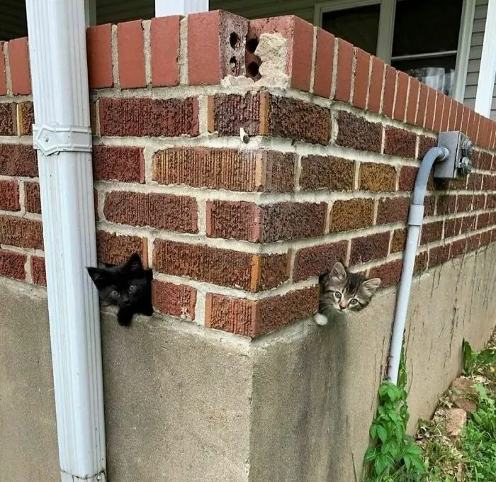 50 Animales haciendo lo que les da la gana (Nuevas fotos)