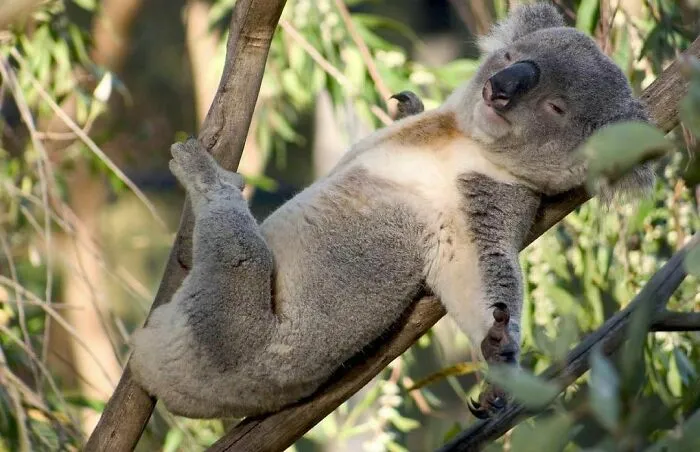50 Animales haciendo lo que les da la gana (Nuevas fotos)
